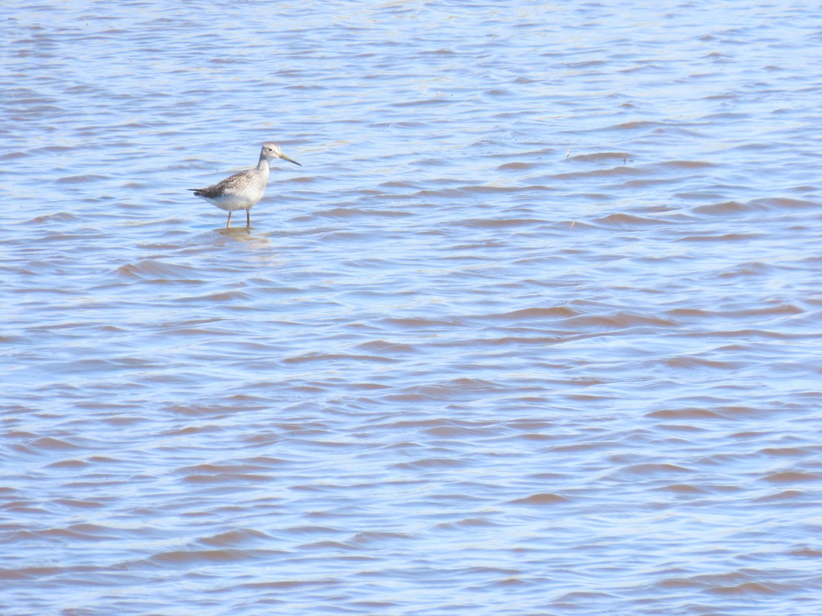 Greater Yellowlegs - ML604769681