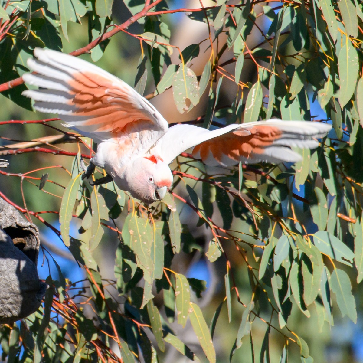 Pink Cockatoo - ML604769751