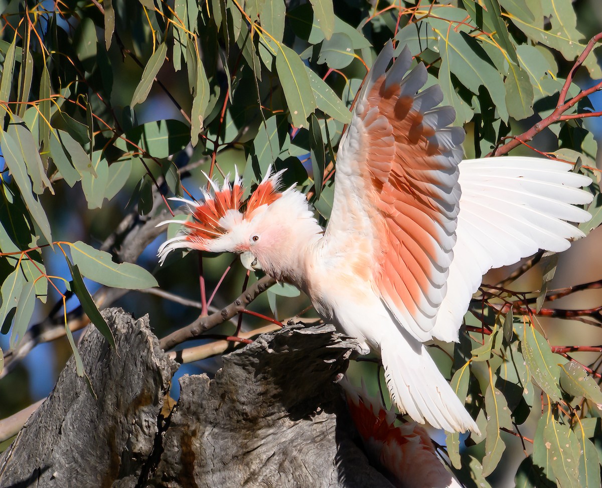Pink Cockatoo - ML604769771