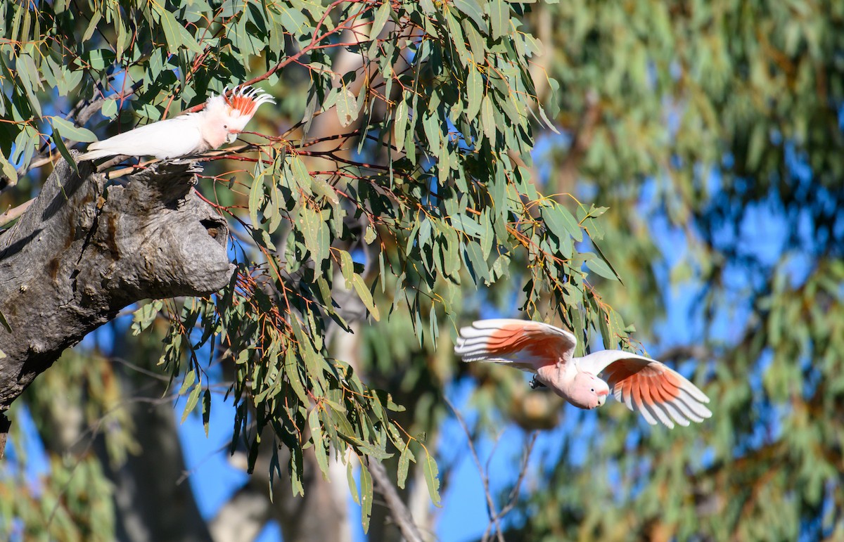 Pink Cockatoo - ML604769781