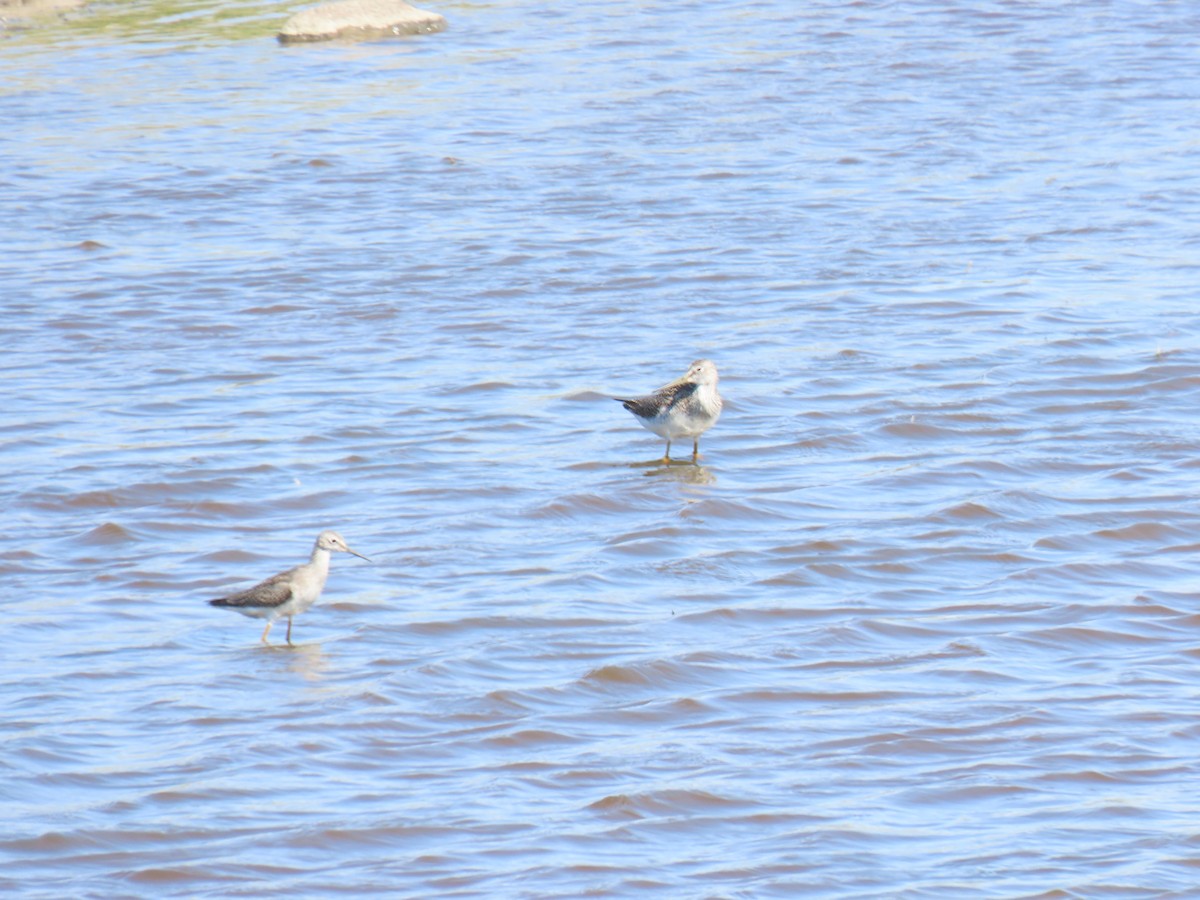 Lesser Yellowlegs - ML604769791