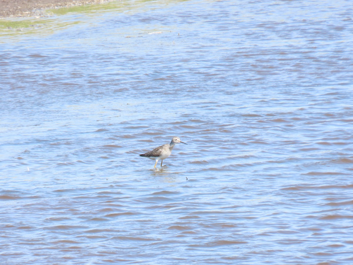 Lesser Yellowlegs - ML604769891