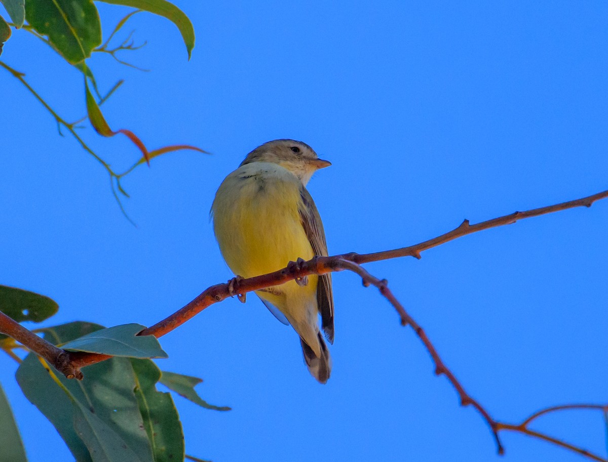 Weebill - ML604770081