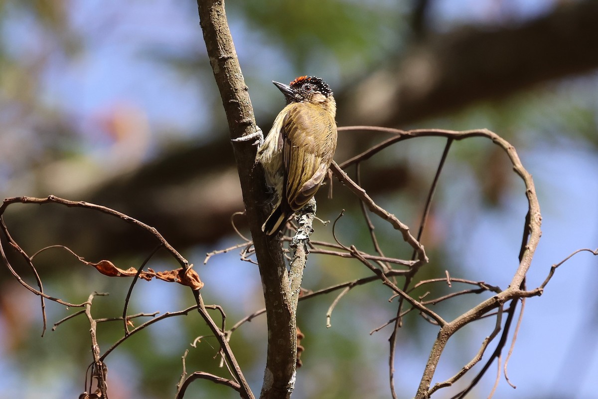 Olivaceous Piculet - ML604770101