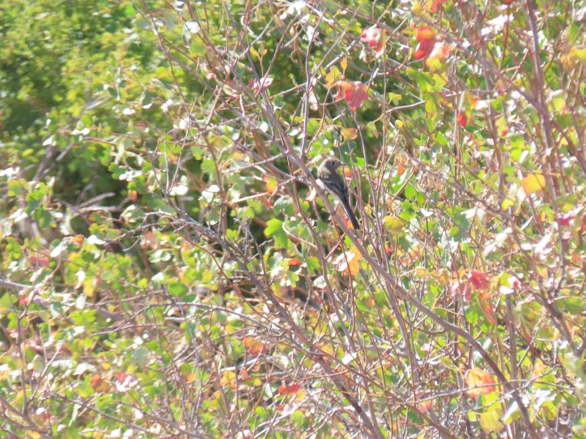 Western Flycatcher (Pacific-slope) - ML604770231