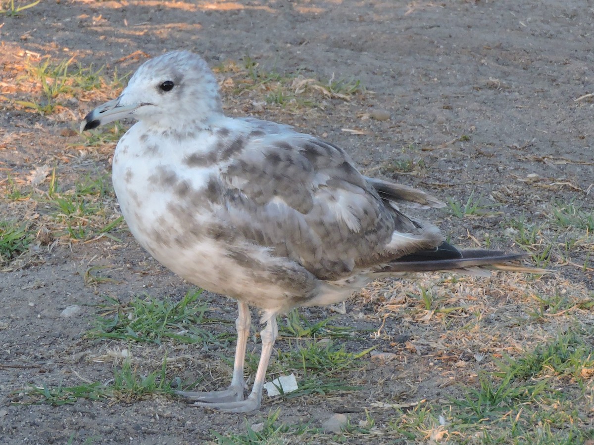 California Gull - ML604772051