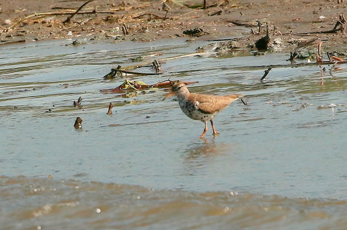 Spotted Sandpiper - ML604773781