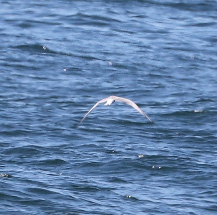 Common Tern - ML604774341