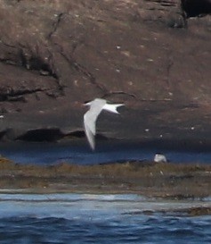 Common Tern - ML604774381