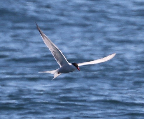 Common Tern - ML604774391