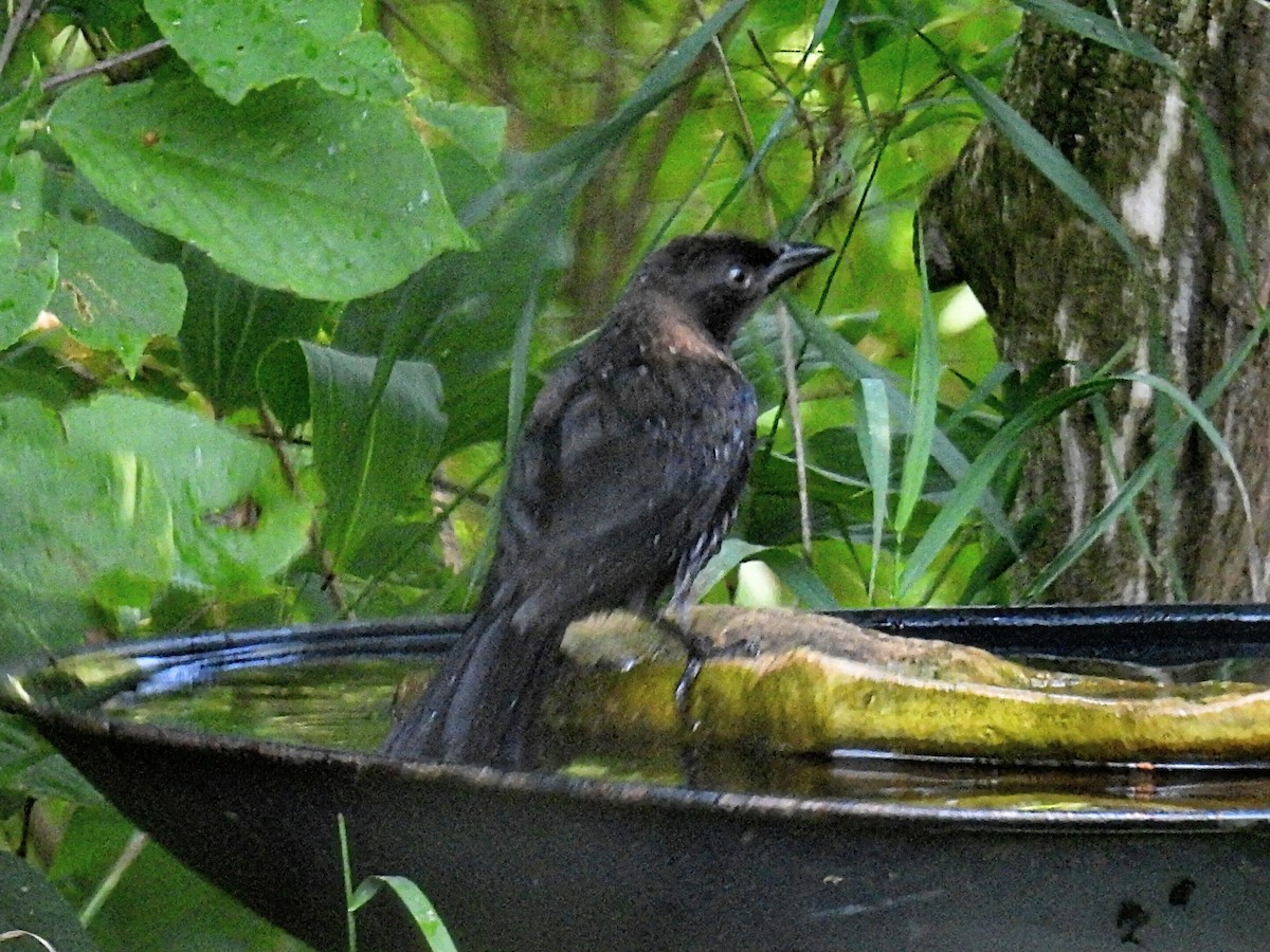 Common Grackle - ML604776891