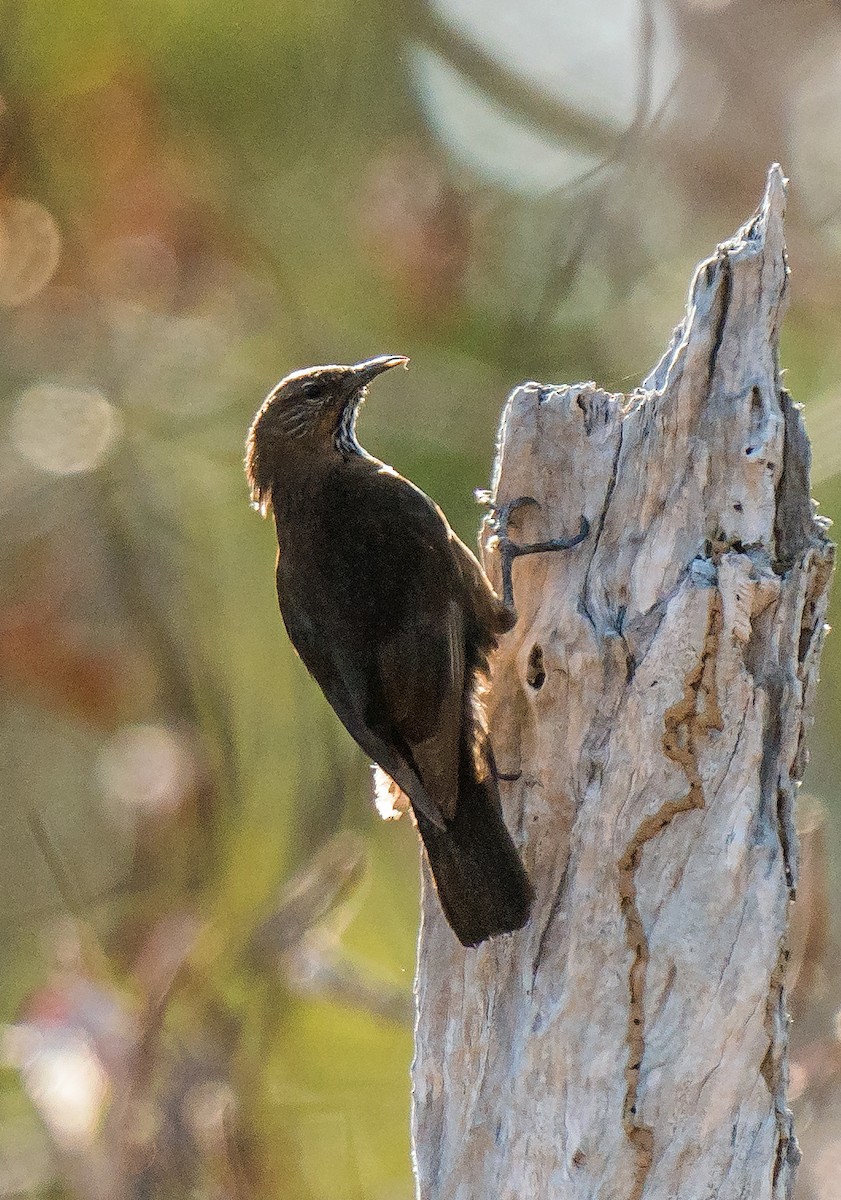 Black-tailed Treecreeper - ML604777791