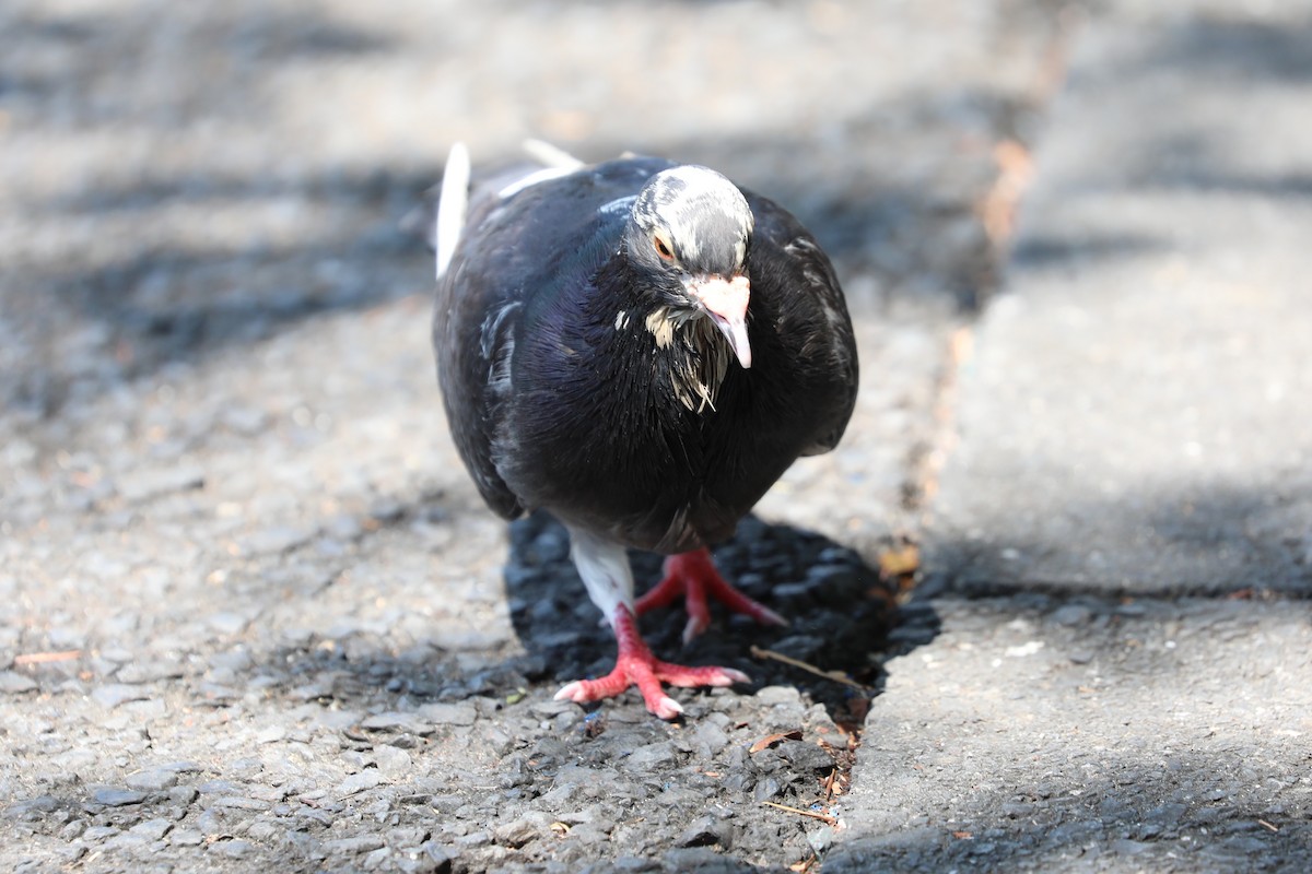 Rock Pigeon (Feral Pigeon) - ML604777911