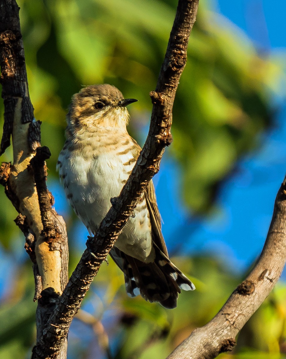 Horsfield's Bronze-Cuckoo - ML604777951