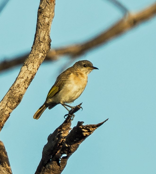 Rufous-banded Honeyeater - ML604778091