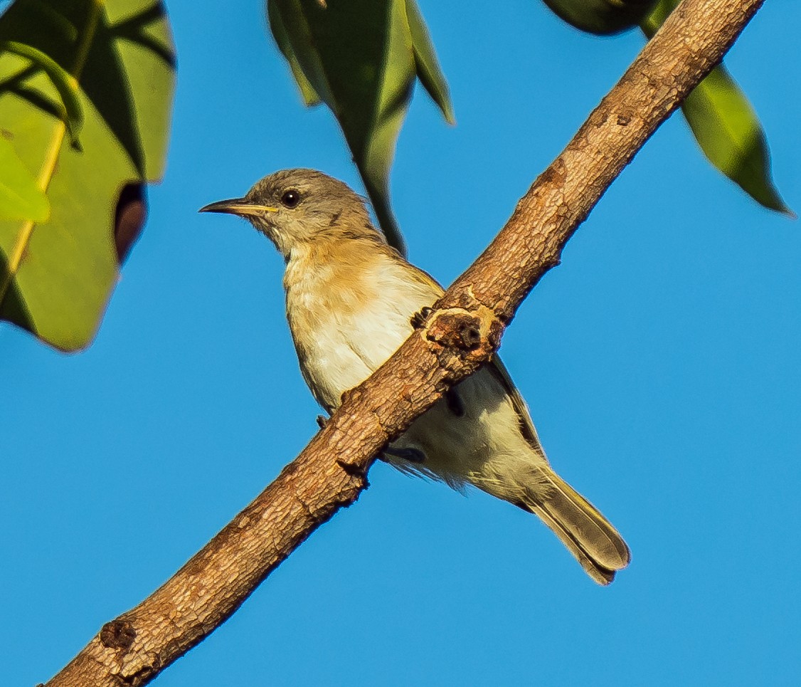 Rufous-banded Honeyeater - ML604778101