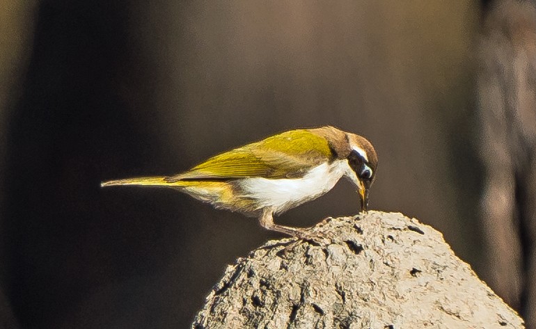 White-throated Honeyeater - ML604778141