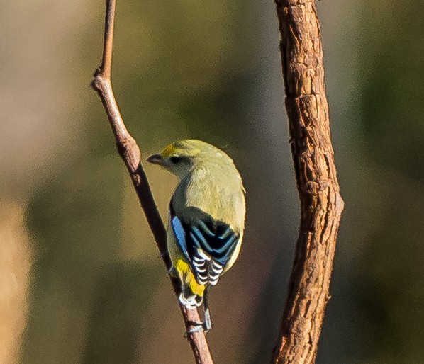 Striated Pardalote - ML604778171