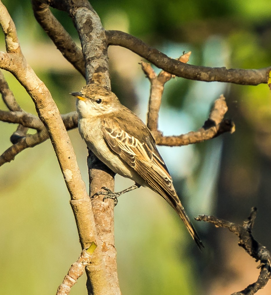White-winged Triller - ML604778181
