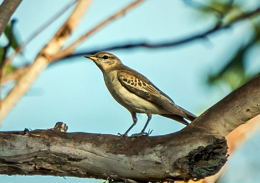 White-winged Triller - ML604778201