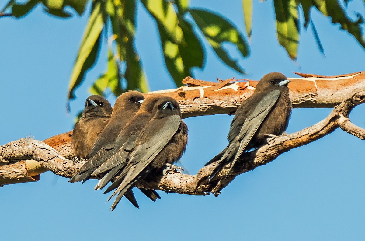 Little Woodswallow - ML604778211