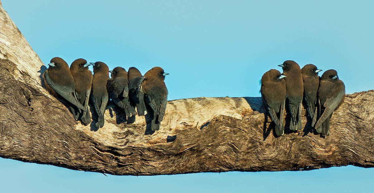 Little Woodswallow - ML604778231