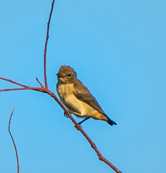 Mistletoebird - ML604778281