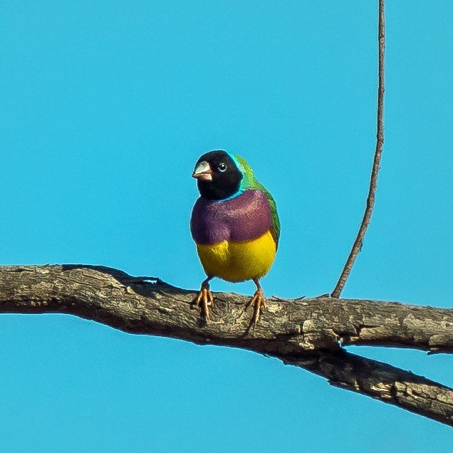 Gouldian Finch - ML604779531