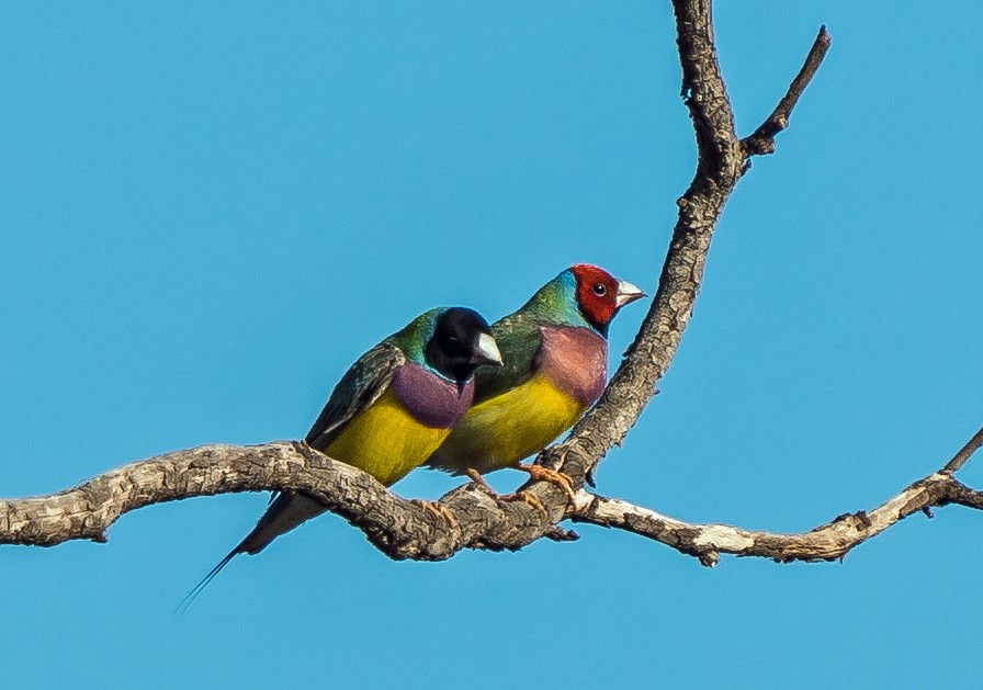 Gouldian Finch - ML604779541