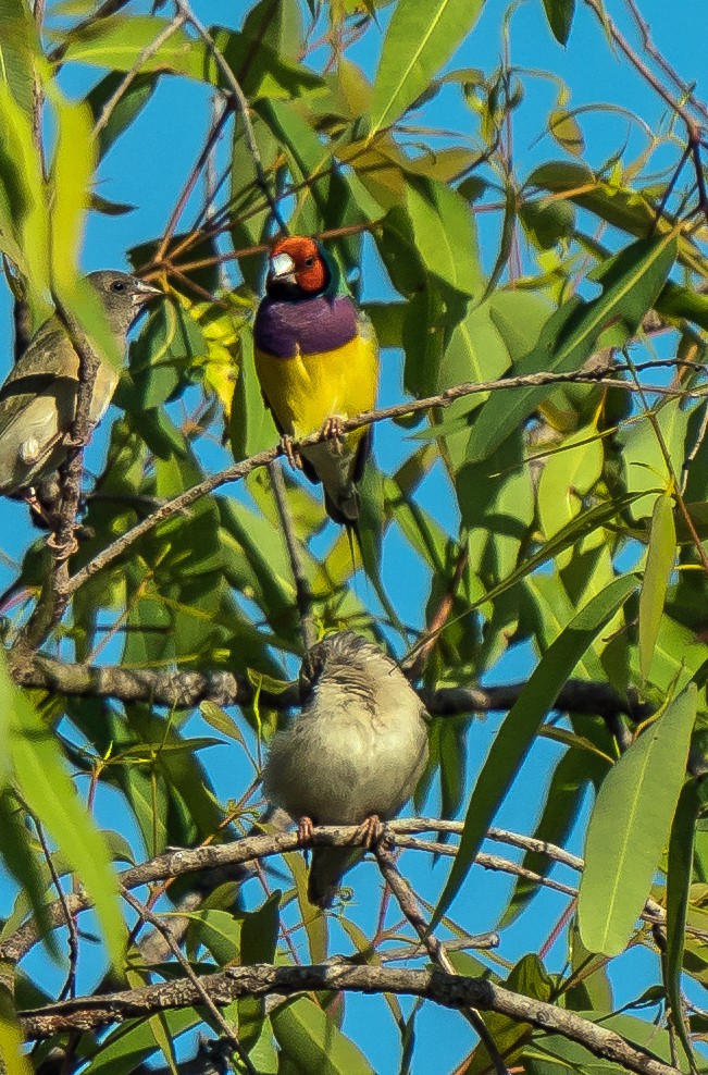 Gouldian Finch - ML604779551