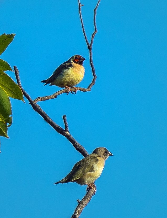 Gouldian Finch - ML604779561