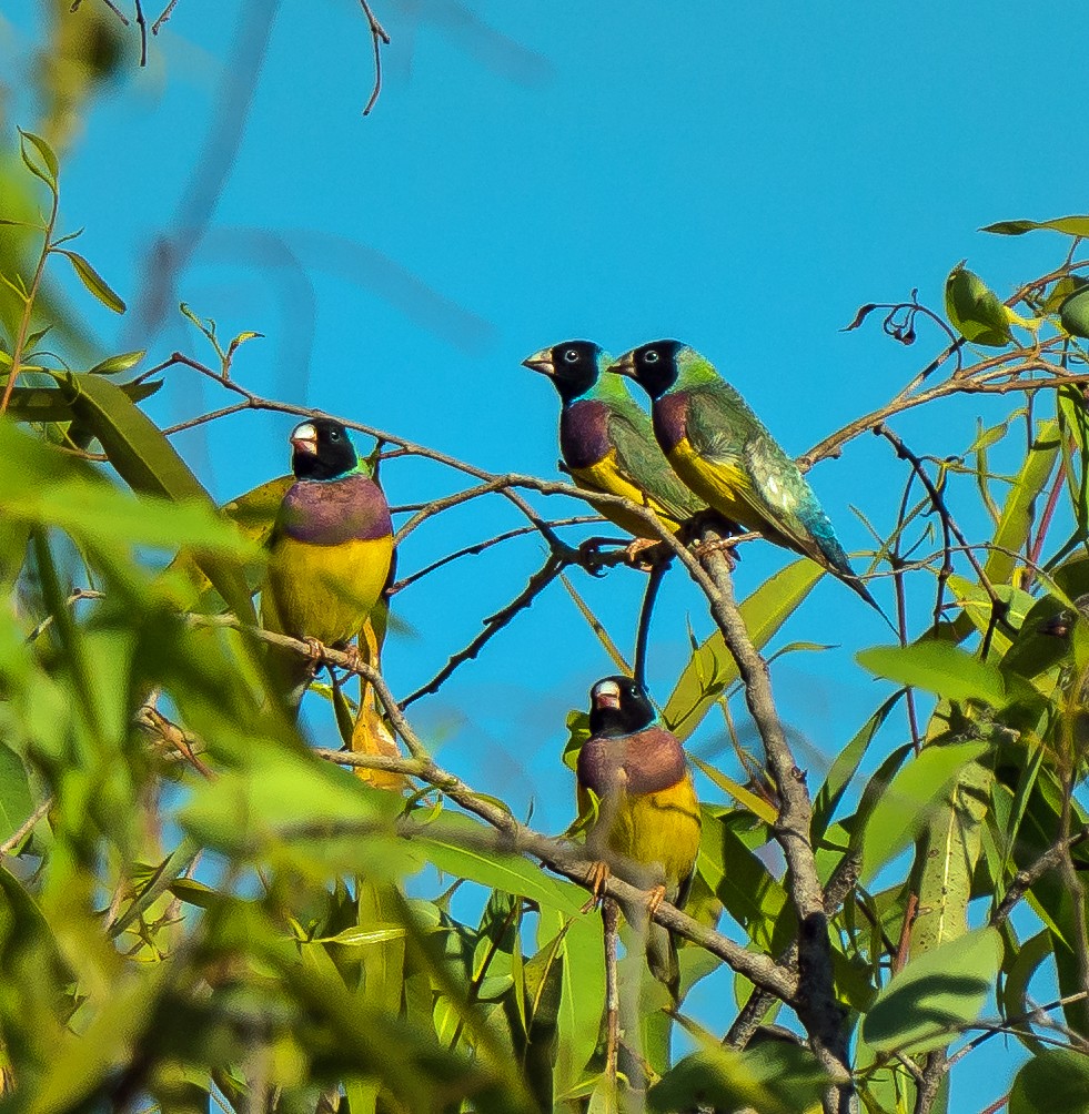 Gouldian Finch - ML604779571