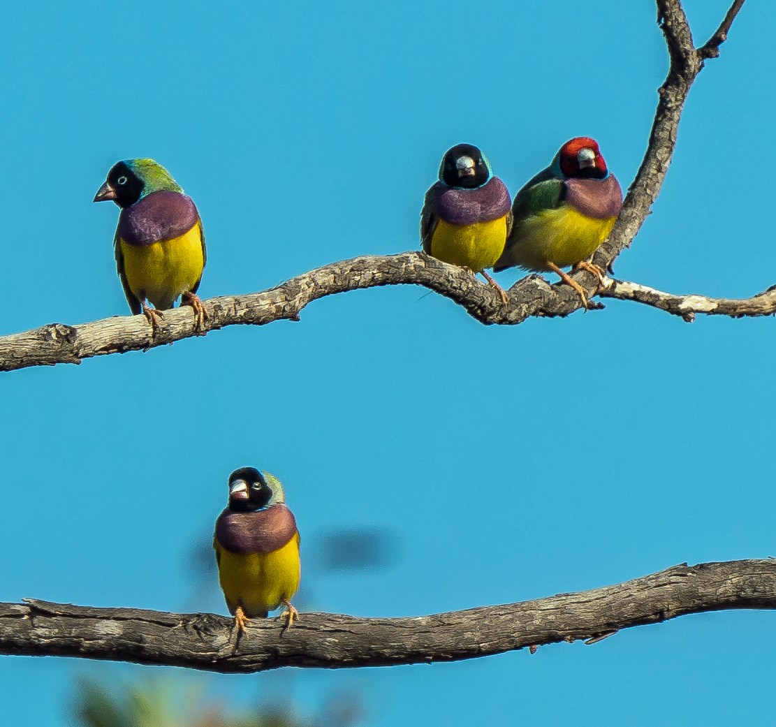 Gouldian Finch - ML604779581