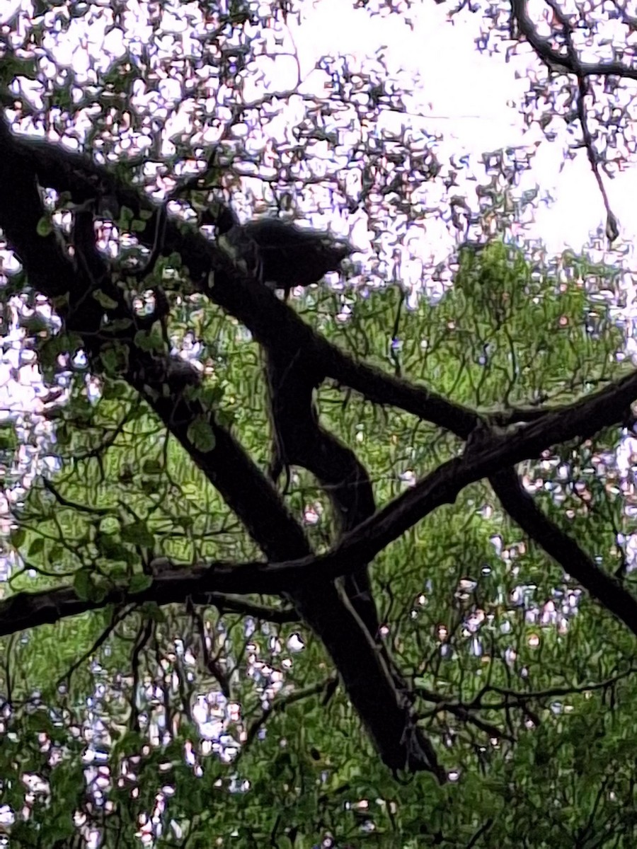 Paradise Shelduck - ML604780551