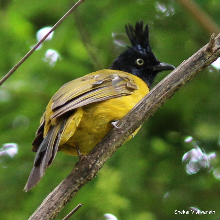 Black-crested Bulbul - ML60478181