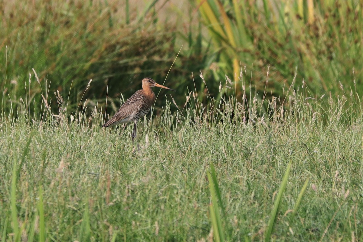 Black-tailed Godwit - ML604781841