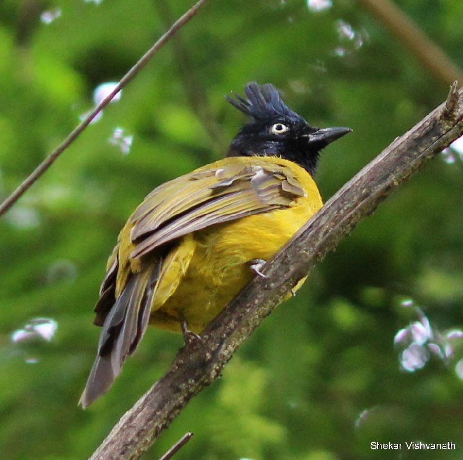 Black-crested Bulbul - ML60478191