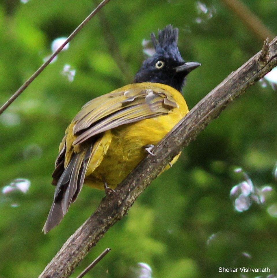 Black-crested Bulbul - ML60478201