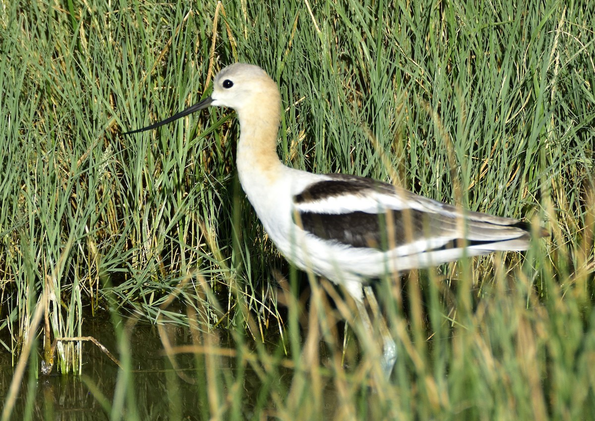 Avoceta Americana - ML604782641