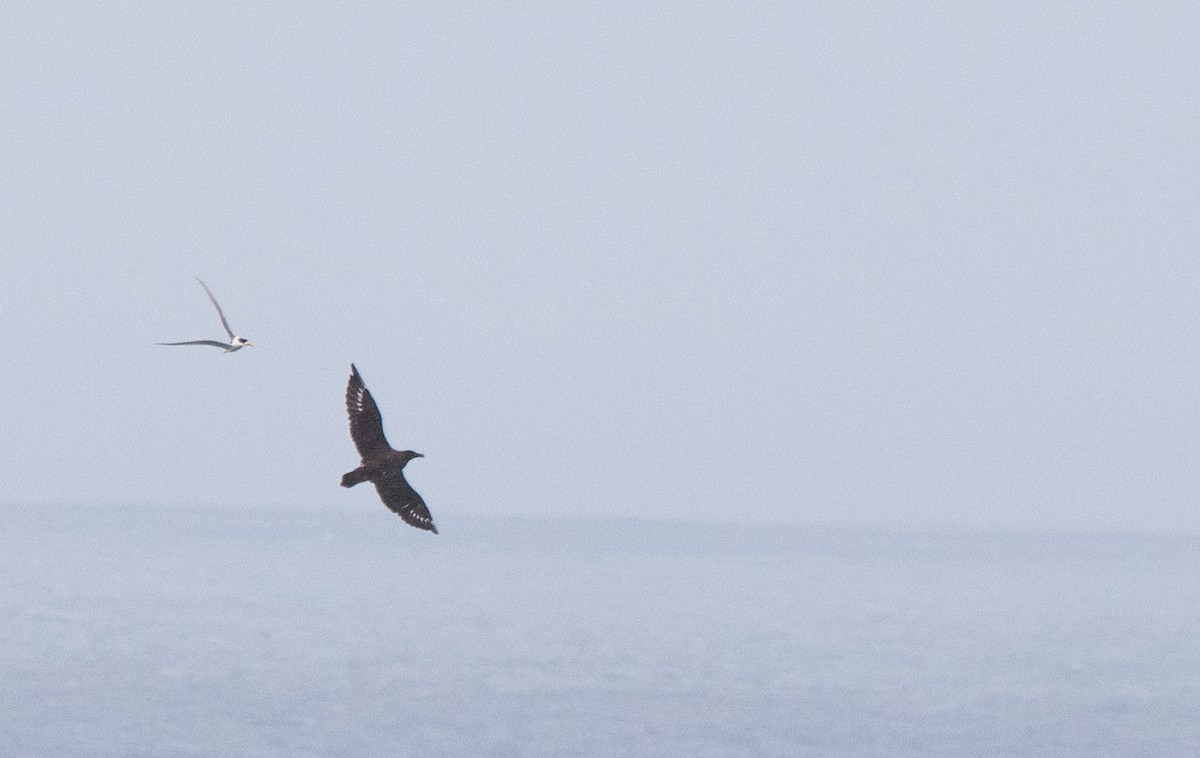 Brown Skua - ML604782991