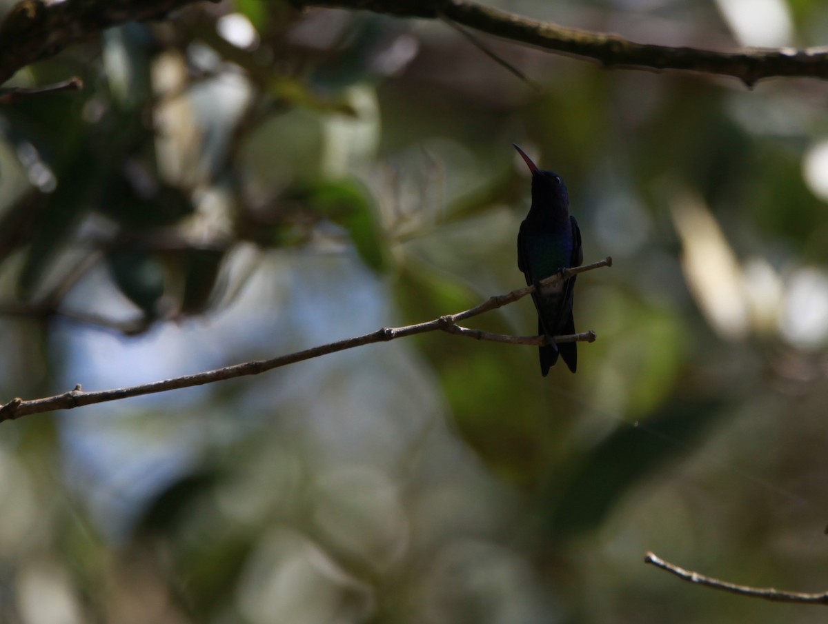 Colibrí Gorjizafiro - ML604783221