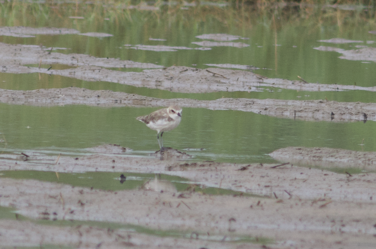 Kentish Plover - ML604784291