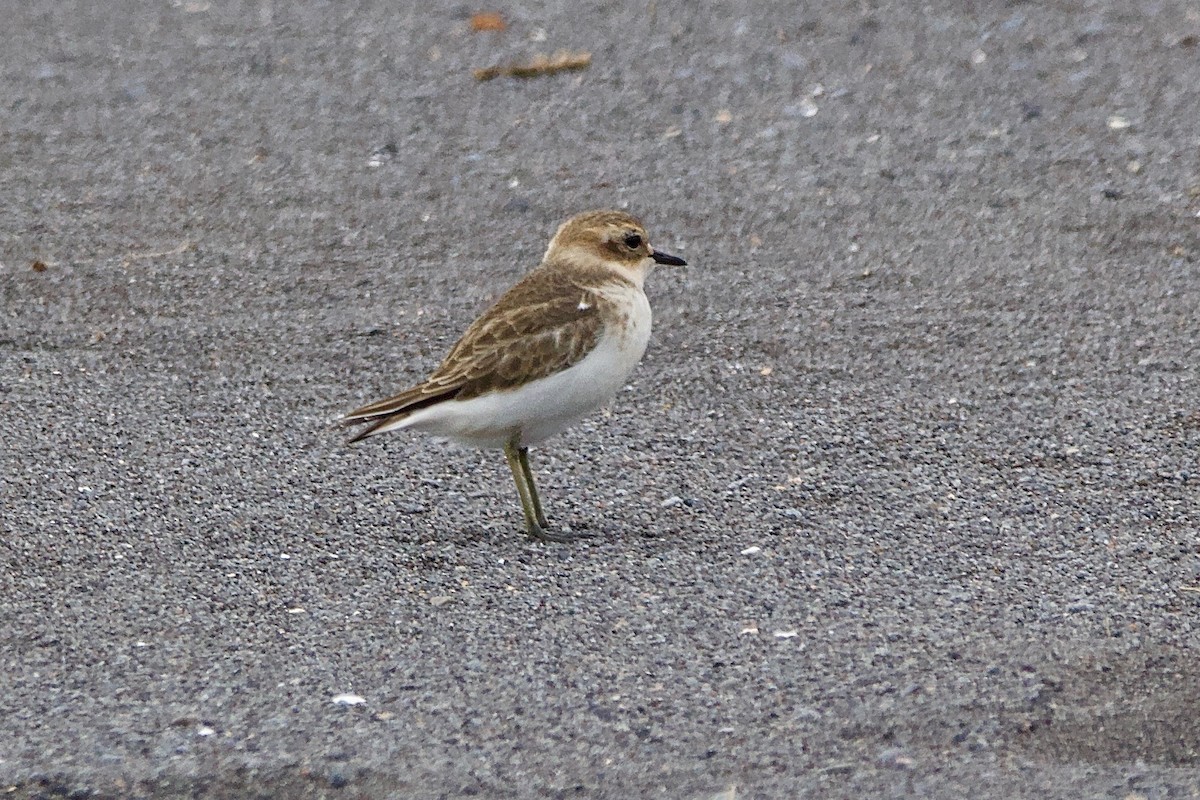 Double-banded Plover - ML604784941