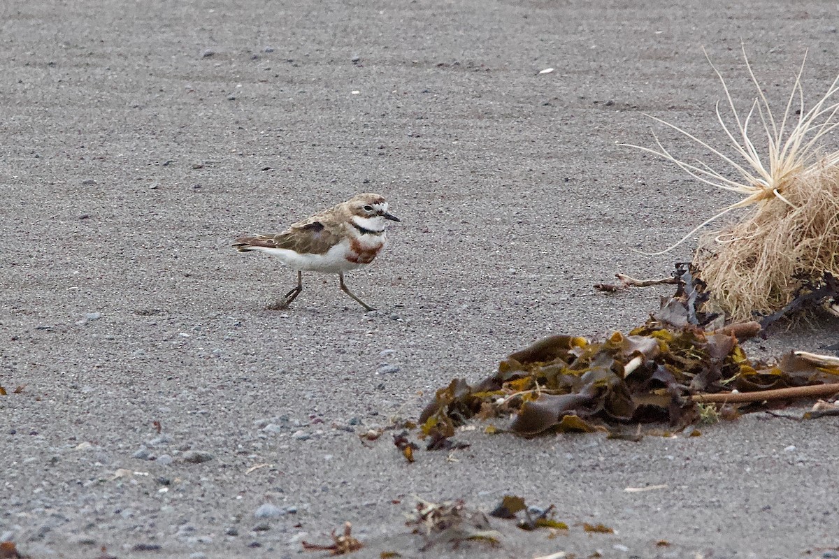 Double-banded Plover - ML604784951