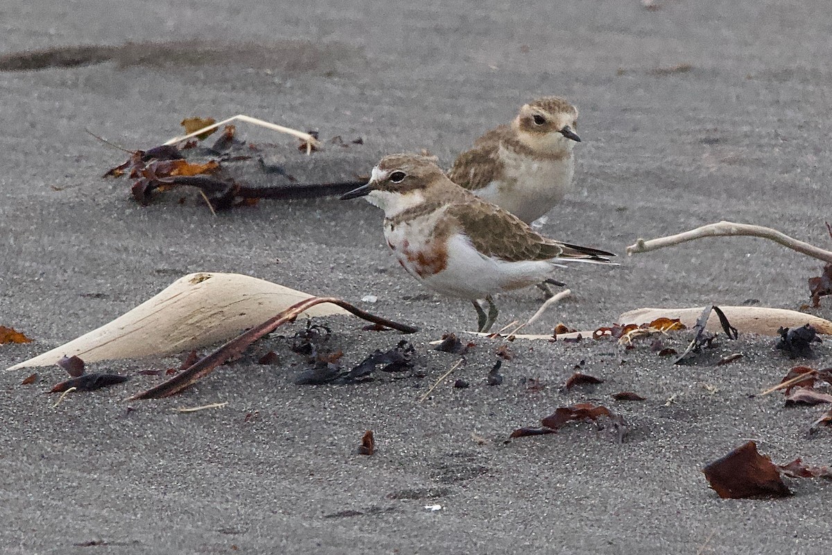 Double-banded Plover - ML604784971