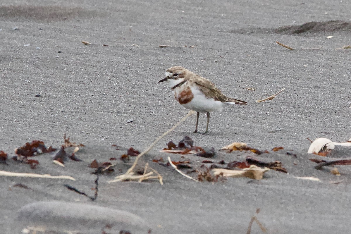 Double-banded Plover - ML604784981