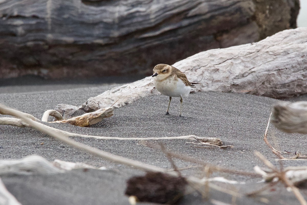 Double-banded Plover - ML604785011