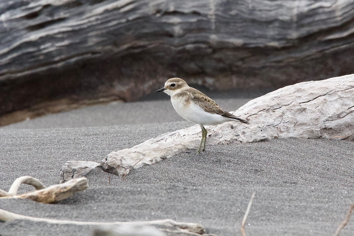 Double-banded Plover - ML604785021