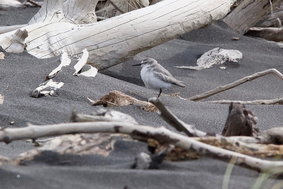 Wrybill - ML604785121