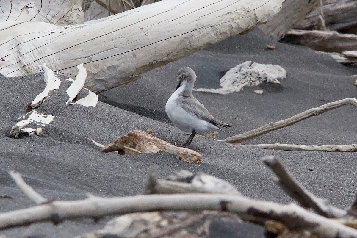 Wrybill - ML604785131